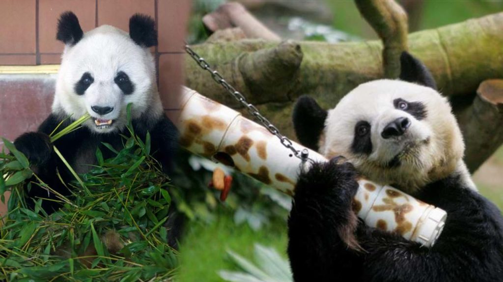 World Oldest Male Panda An An Passed Away
