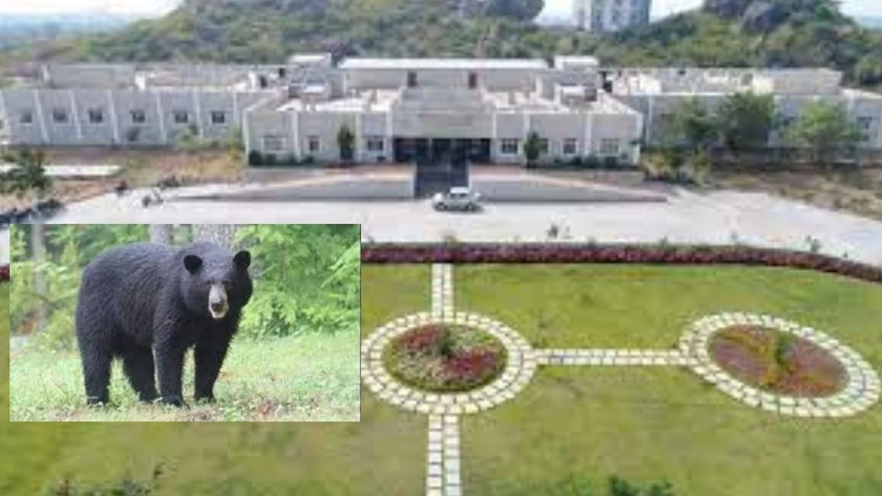 Bear : శాతవాహన యూనివర్సిటీలో ఎలుగుబంటి కలకలం Bear : శాతవాహన యూనివర్సిటీలో ఎలుగుబంటి కలకలం