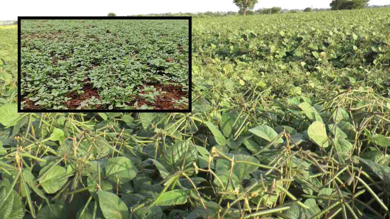 Black Gram : ఖరీఫ్ లో సాగుకు అనువైన మినుము రకాలు! Black Gram : ఖరీఫ్ లో సాగుకు అనువైన మినుము రకాలు!