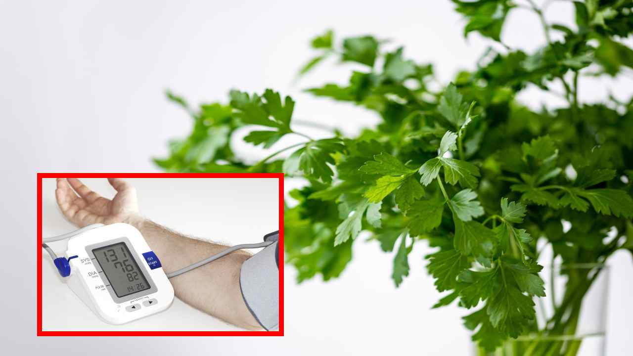 Coriander : రక్తపోటును నియంత్రించే కొత్తిమీర! Coriander : రక్తపోటును నియంత్రించే కొత్తిమీర!