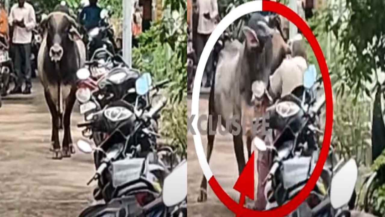 Bull Attack : రెచ్చిపోయిన ఆంబోతు..10 మందికి గాయాలు Bull Attack : రెచ్చిపోయిన ఆంబోతు..10 మందికి గాయాలు