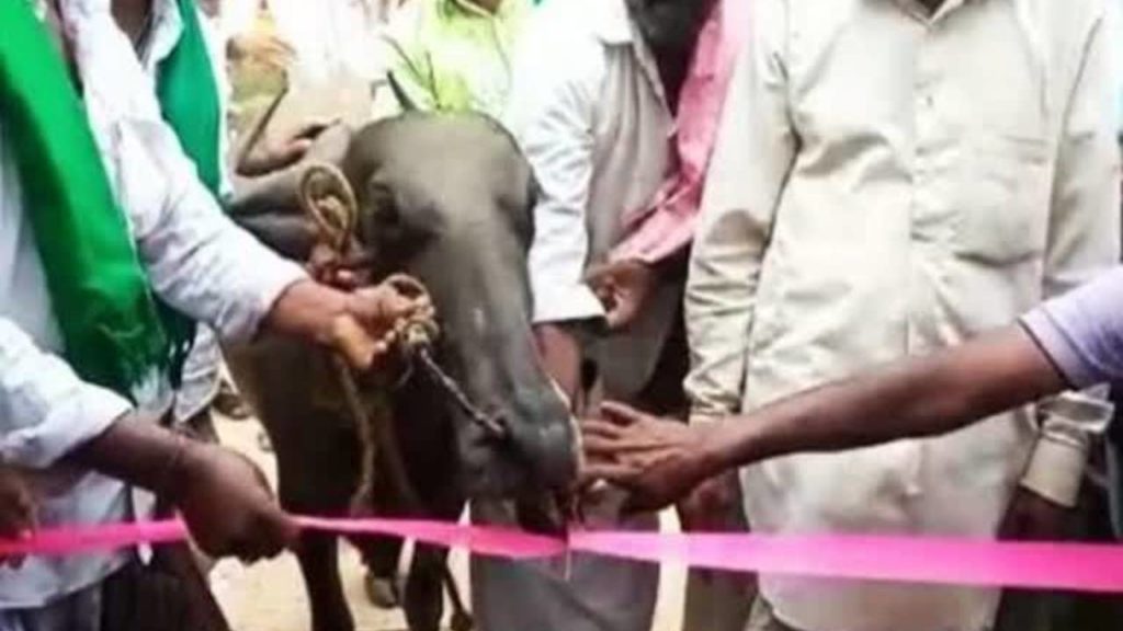 Bus Stand Inauguration With Buffalo