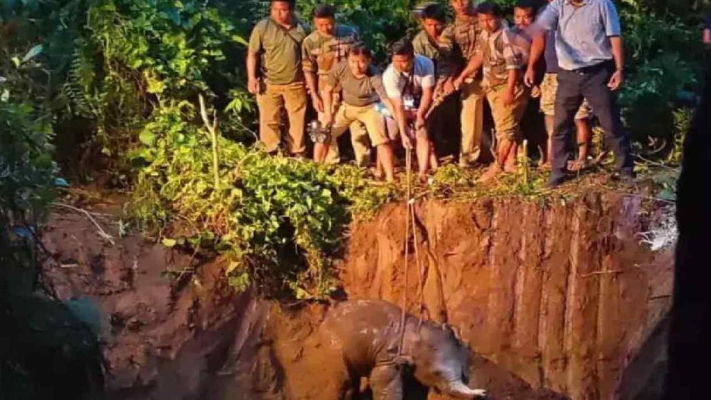 Elephant Rescue