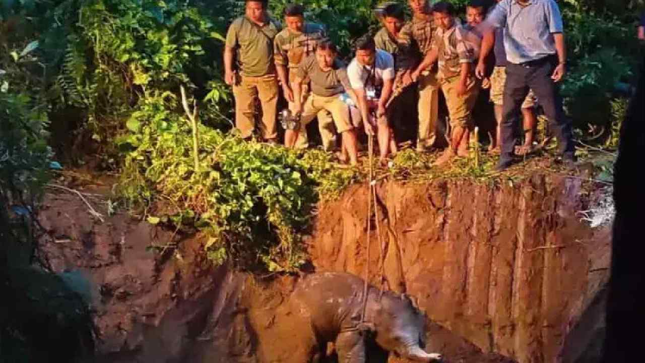Elephant : గుంతలో పడిపోయిన ఏనుగు పిల్ల..నాలుగు గంటలుపాటు కష్టపడి కాపాడిన ఫారెస్ట్ సిబ్బంది Elephant : గుంతలో పడిపోయిన ఏనుగు పిల్ల..నాలుగు గంటలుపాటు కష్టపడి కాపాడిన ఫారెస్ట్ సిబ్బంది