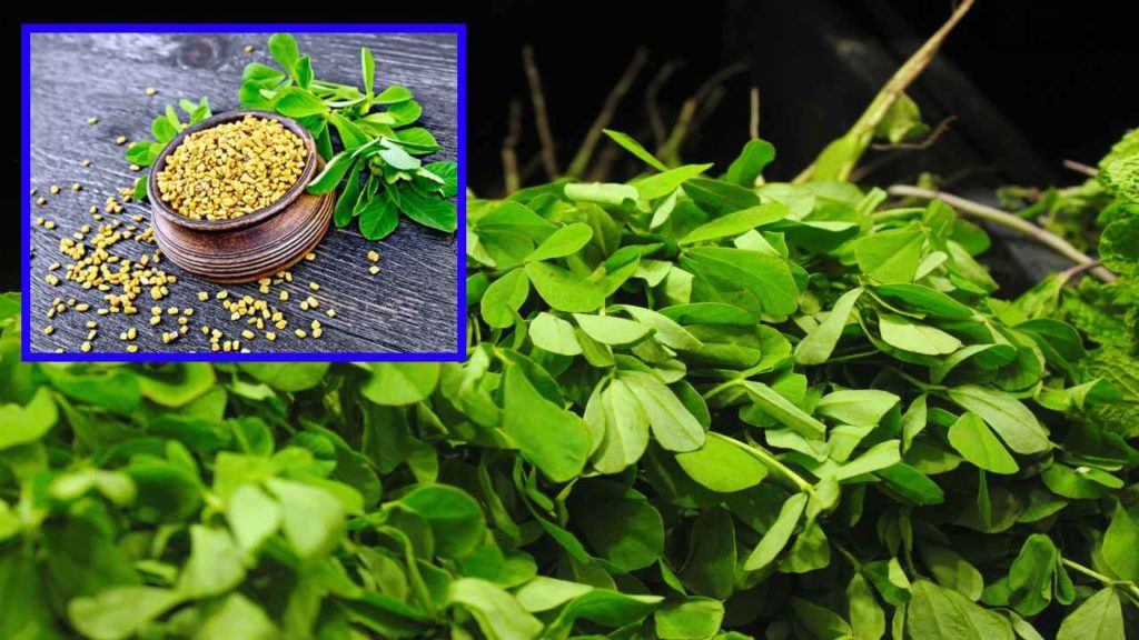 Fenugreek Leaves