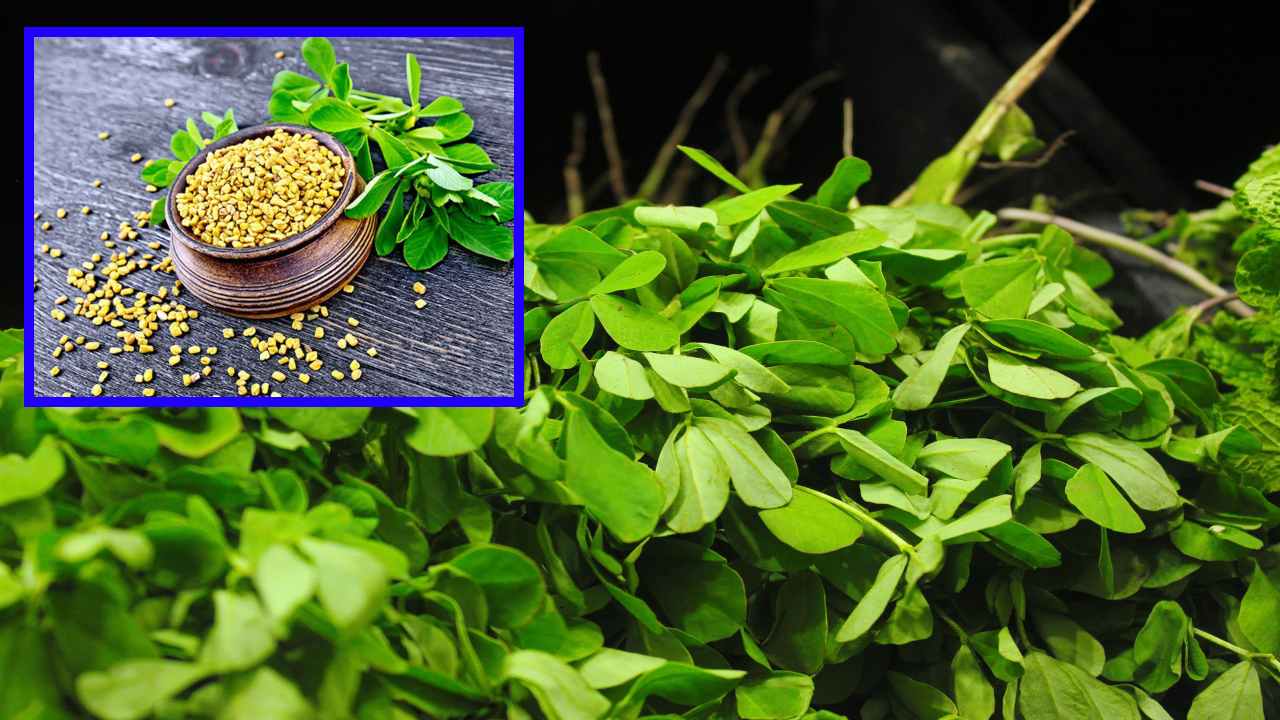 Fenugreek Leaves : రక్తంలో చక్కెర, చెడు కొలెస్ట్రాల్ ను నియంత్రించే మెంతి కూర! Fenugreek Leaves : రక్తంలో చక్కెర, చెడు కొలెస్ట్రాల్ ను నియంత్రించే మెంతి కూర!