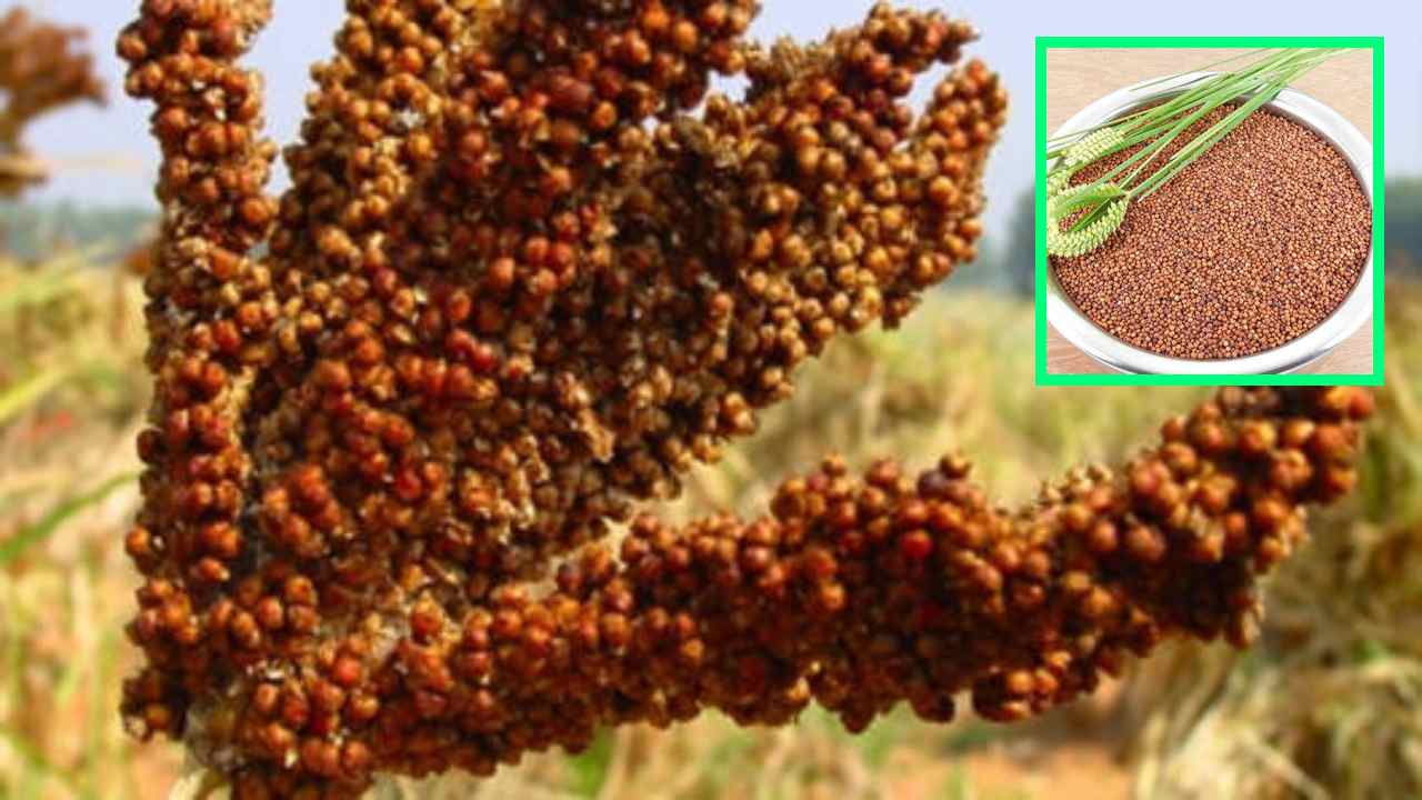 Finger Millet : రాగిపంట సాగులో మెలుకువలు, తెగుళ్ళ నివారణ Finger Millet : రాగిపంట సాగులో మెలుకువలు, తెగుళ్ళ నివారణ