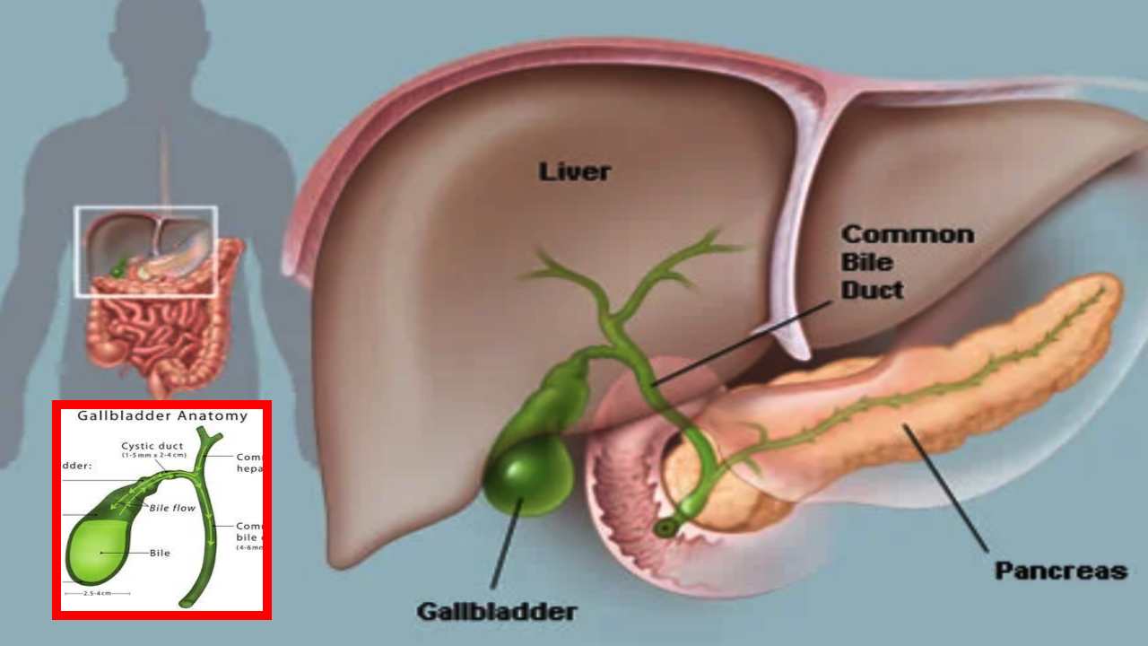 Gall Bladder : గాల్ బ్లాడర్ ఆరోగ్యం కోసం! Gall Bladder : గాల్ బ్లాడర్ ఆరోగ్యం కోసం!