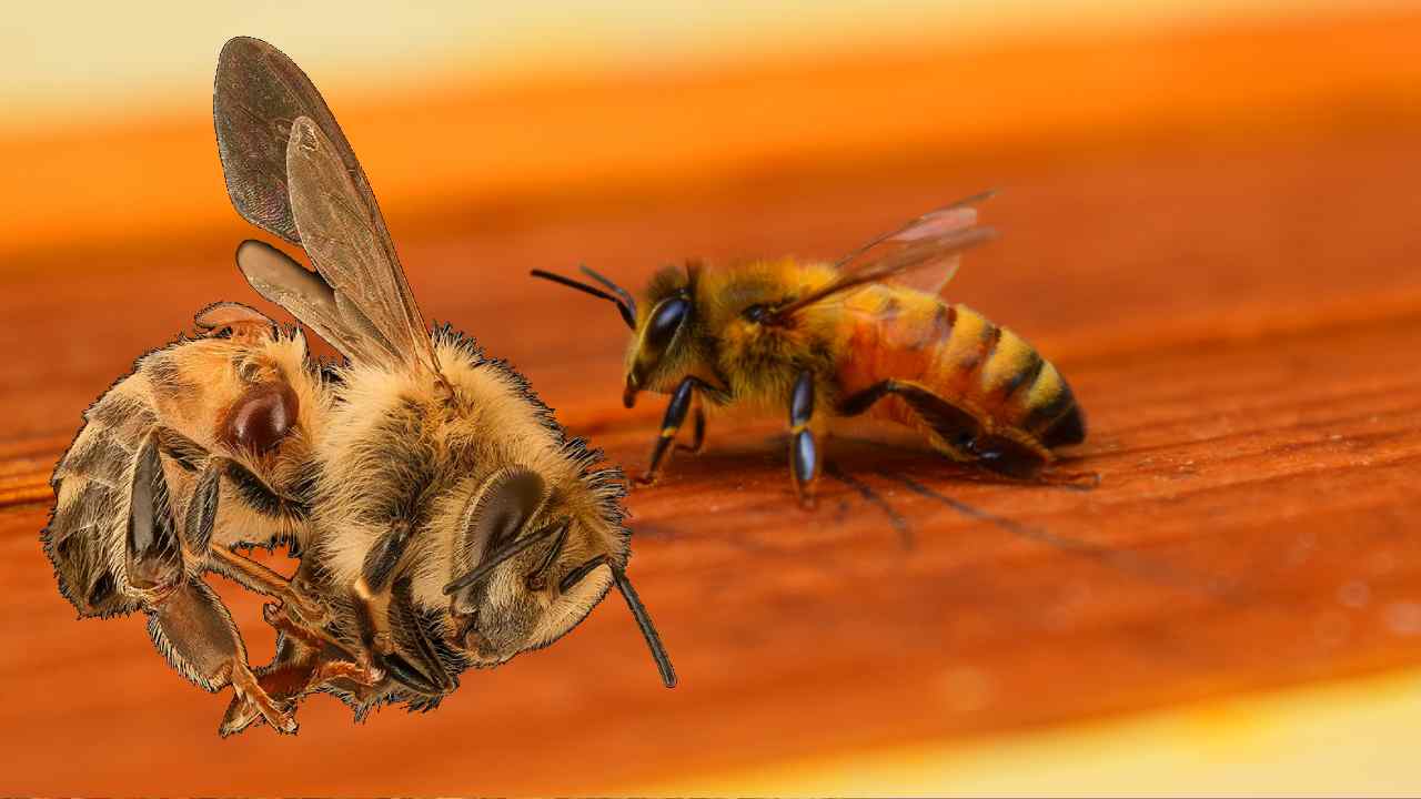 Honey Bees: తేనె పరిశ్రమ కాపాడుకునేందుకు తేనెటీగలు చంపేస్తున్న ఆస్ట్రేలియా Honey Bees: తేనె పరిశ్రమ కాపాడుకునేందుకు తేనెటీగలు చంపేస్తున్న ఆస్ట్రేలియా