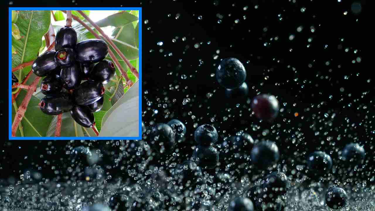 Jamun Fruits : మెదడు, గుండెకు ఔషధంగా పనిచేసే నేరేడు పండ్లు! Jamun Fruits : మెదడు, గుండెకు ఔషధంగా పనిచేసే నేరేడు పండ్లు!