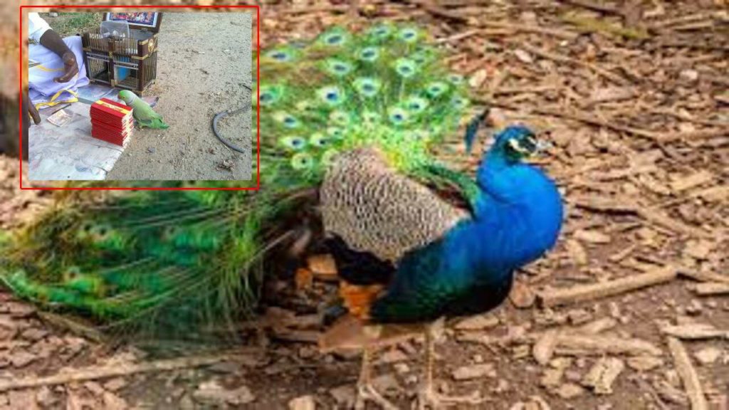Karnataka Man Arrested For Raising Peacocks