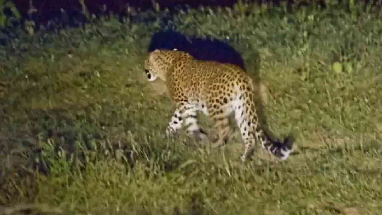 Leopard : చిరుతపులి సంచారం-భయంతో వణుకుతున్న ప్రజలు Leopard : చిరుతపులి సంచారం-భయంతో వణుకుతున్న ప్రజలు
