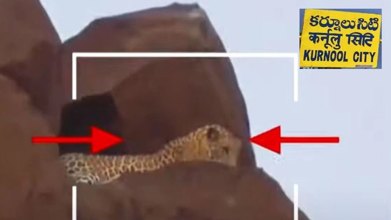 Leopard : కర్నూలు జిల్లా కోసిగిలో చిరుత పులి కలకలం Leopard : కర్నూలు జిల్లా కోసిగిలో చిరుత పులి కలకలం