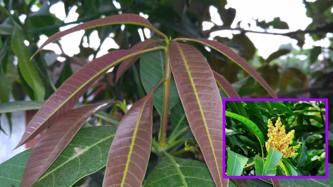 Mango Leaves : మామిడి ఆకులతో అద్భుతమైన ప్రయోజనాలు తెలుసా? Mango Leaves : మామిడి ఆకులతో అద్భుతమైన ప్రయోజనాలు తెలుసా?