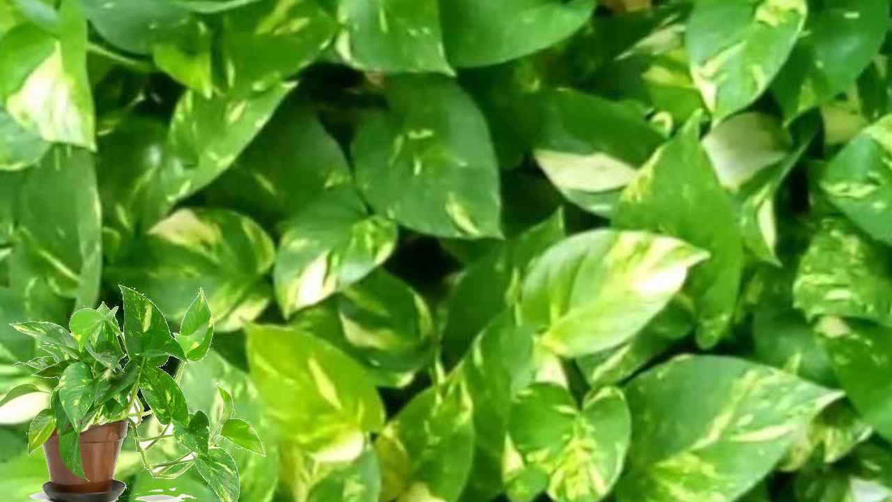Money Plant: మనీ ప్లాంట్ పెంపకంపై వాస్తు శాస్త్రం ఏం చెబుతుంది Money Plant: మనీ ప్లాంట్ పెంపకంపై వాస్తు శాస్త్రం ఏం చెబుతుంది