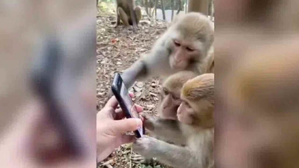 Monkeys On Social Media