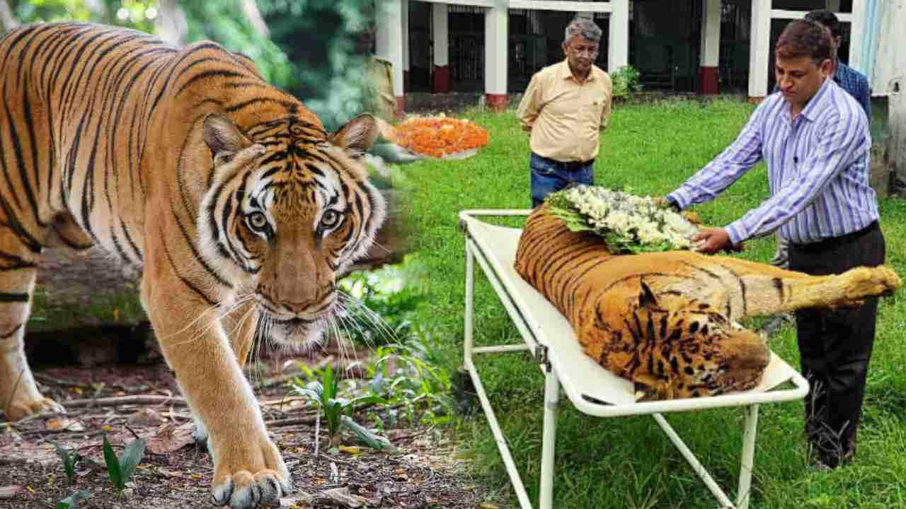 Oldest Tiger: కాలం చేసిన ఇండియాలోనే పెద్ద వయస్సున్న పులి Oldest Tiger: కాలం చేసిన ఇండియాలోనే పెద్ద వయస్సున్న పులి
