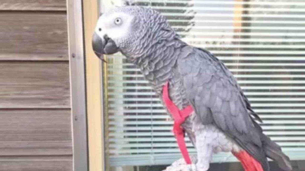 Parrot