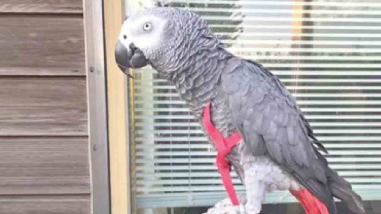 Parrot: చిలుక ఎగిరిపోయిందని పోస్టర్లు.. ఆచూకీ చెప్పిన వారికి రూ.85 వేలు ఇచ్చిన వైనం Parrot: చిలుక ఎగిరిపోయిందని పోస్టర్లు.. ఆచూకీ చెప్పిన వారికి రూ.85 వేలు ఇచ్చిన వైనం