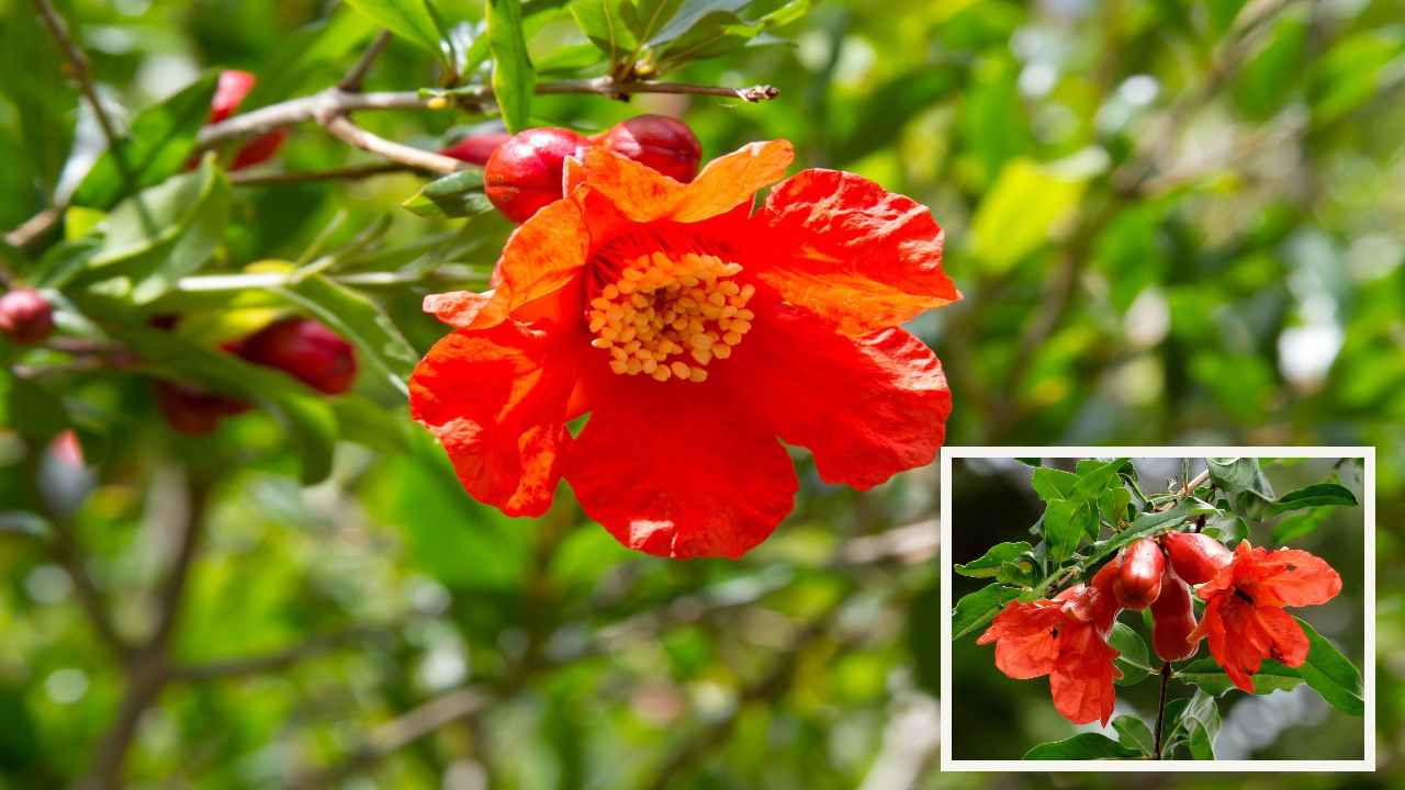 Pomegranate Flowers : ఔషధంగా పనిచేసే దానిమ్మ పువ్వులు! Pomegranate Flowers : ఔషధంగా పనిచేసే దానిమ్మ పువ్వులు!