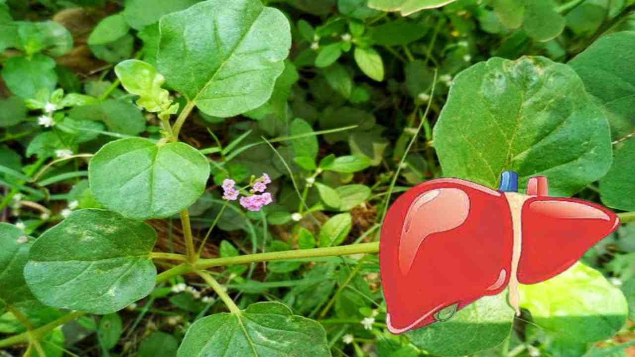 Punarnava : కాలేయ సమస్యలకు దివ్య ఔషధం పునర్నవ! Punarnava : కాలేయ సమస్యలకు దివ్య ఔషధం పునర్నవ!