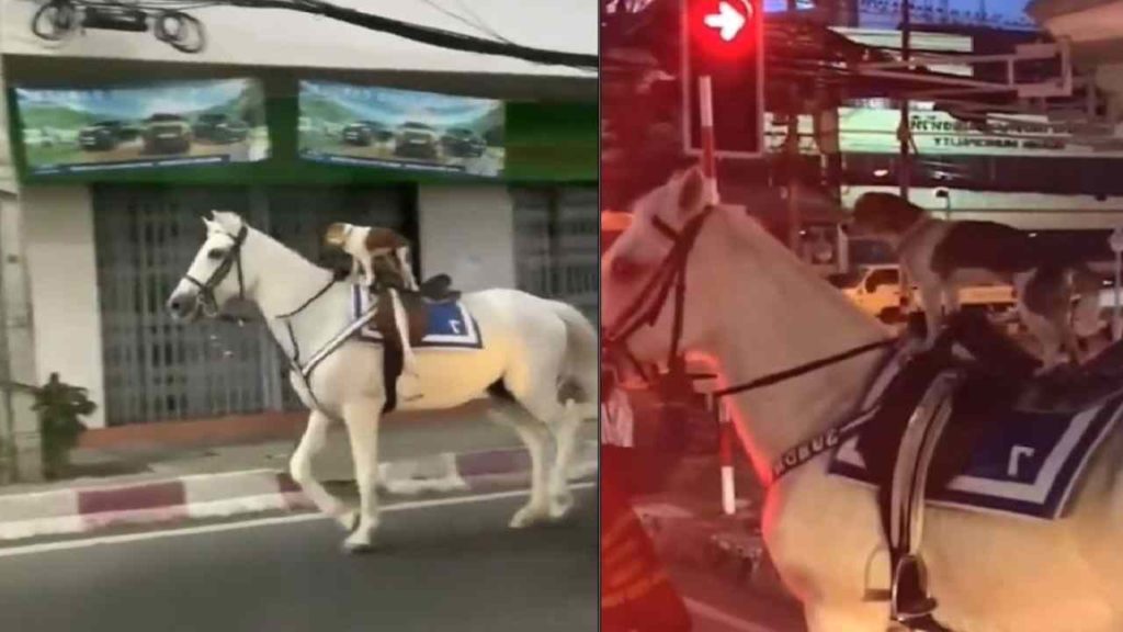 Puppy On Horse