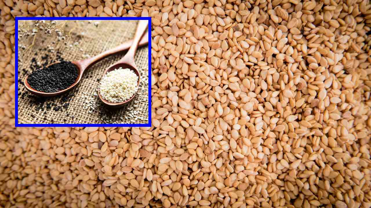 Sesamum : రక్తహీనతను తగ్గించి ఎముకలను బలోపేతం చేసే నువ్వులు! Sesamum : రక్తహీనతను తగ్గించి ఎముకలను బలోపేతం చేసే నువ్వులు!