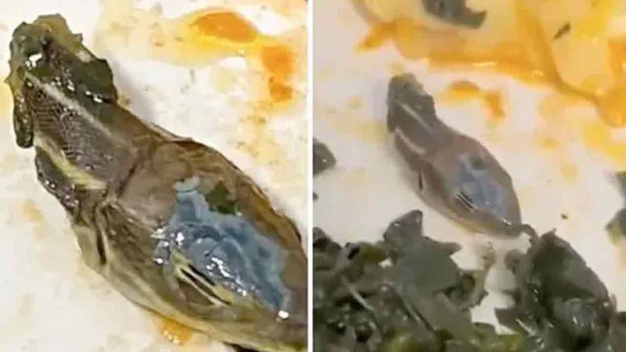 Viral Video : విమానంలో సప్లై చేసిన భోజనంలో పాము తల Viral Video : విమానంలో సప్లై చేసిన భోజనంలో పాము తల