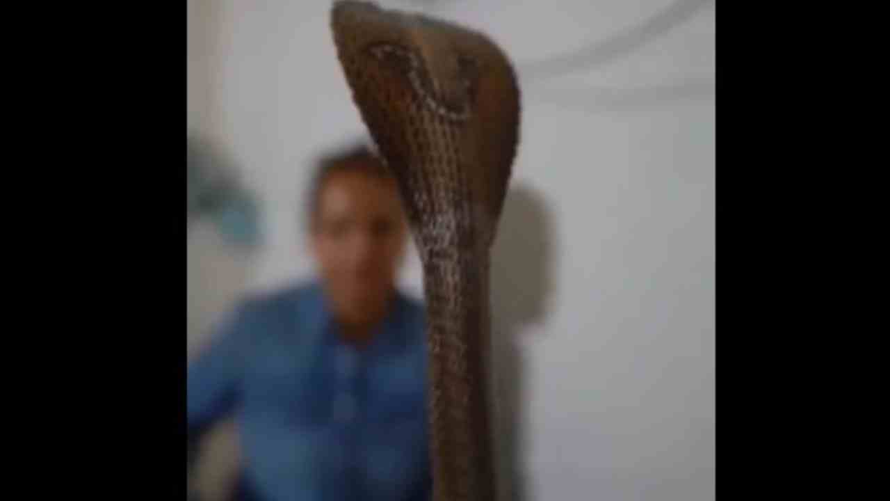 Snake: బూటులో పాము.. యువతిపై పడగ విప్పి బుసలు.. వీడియో వైరల్ Snake: బూటులో పాము.. యువతిపై పడగ విప్పి బుసలు.. వీడియో వైరల్