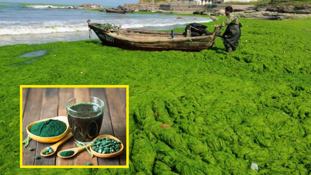 Spirulina : ఈ ఆకుల పొడి తింటే పోషకాహారంతో పనిలేదు! Spirulina : ఈ ఆకుల పొడి తింటే పోషకాహారంతో పనిలేదు!