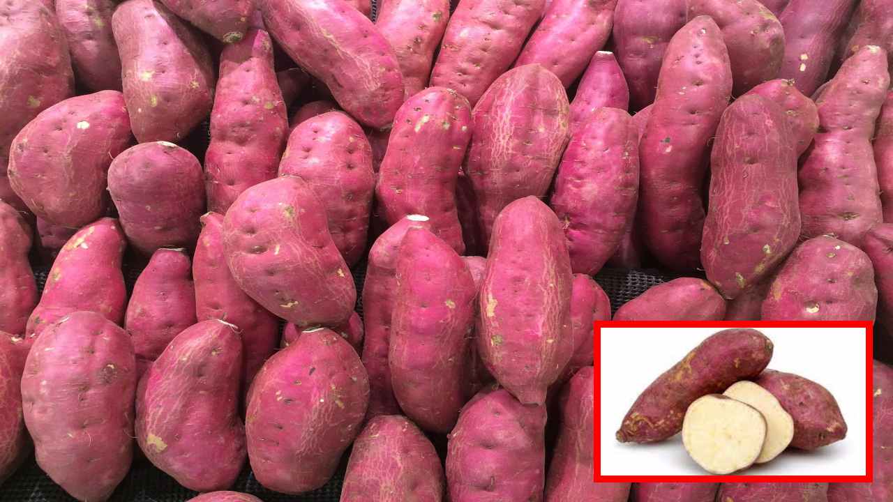 Sweet Potato : ఎదిగే పిల్లలు ఉడికించిన చిలకడ దుంపలు తింటే! Sweet Potato : ఎదిగే పిల్లలు ఉడికించిన చిలకడ దుంపలు తింటే!