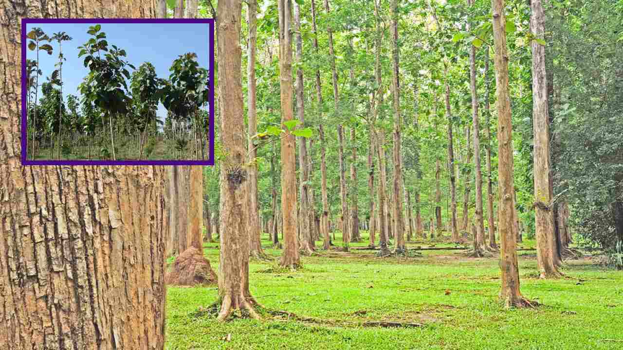 Timber Plantation : కలప మొక్కల పెంపకంతో అధిక అదాయం Timber Plantation : కలప మొక్కల పెంపకంతో అధిక అదాయం