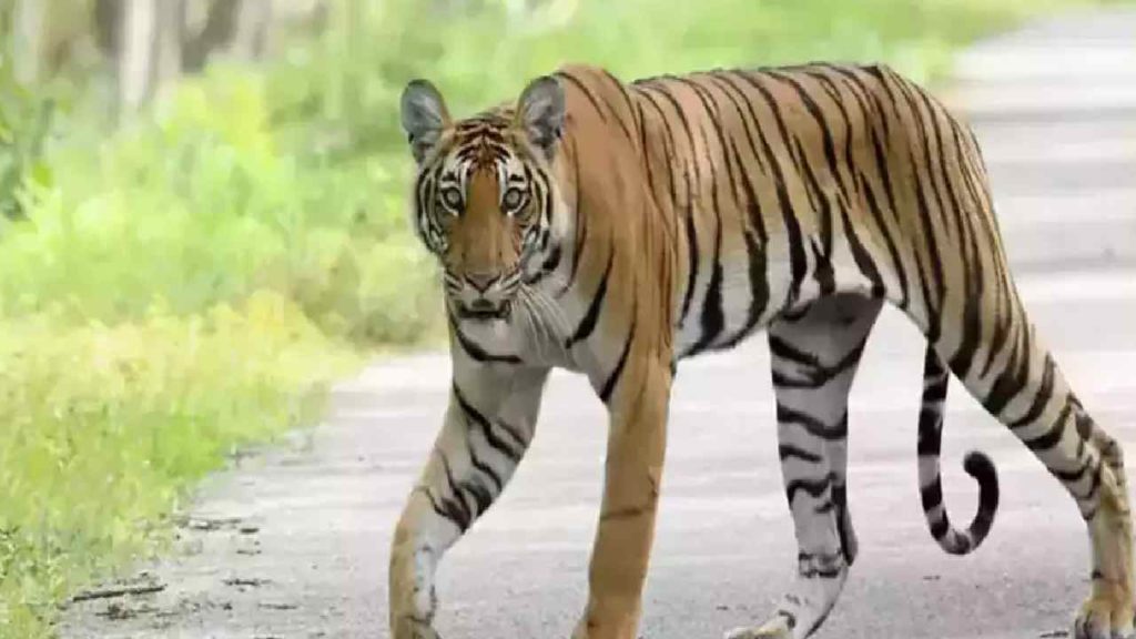 Tiger Roming In Vizianagaram Ditrict