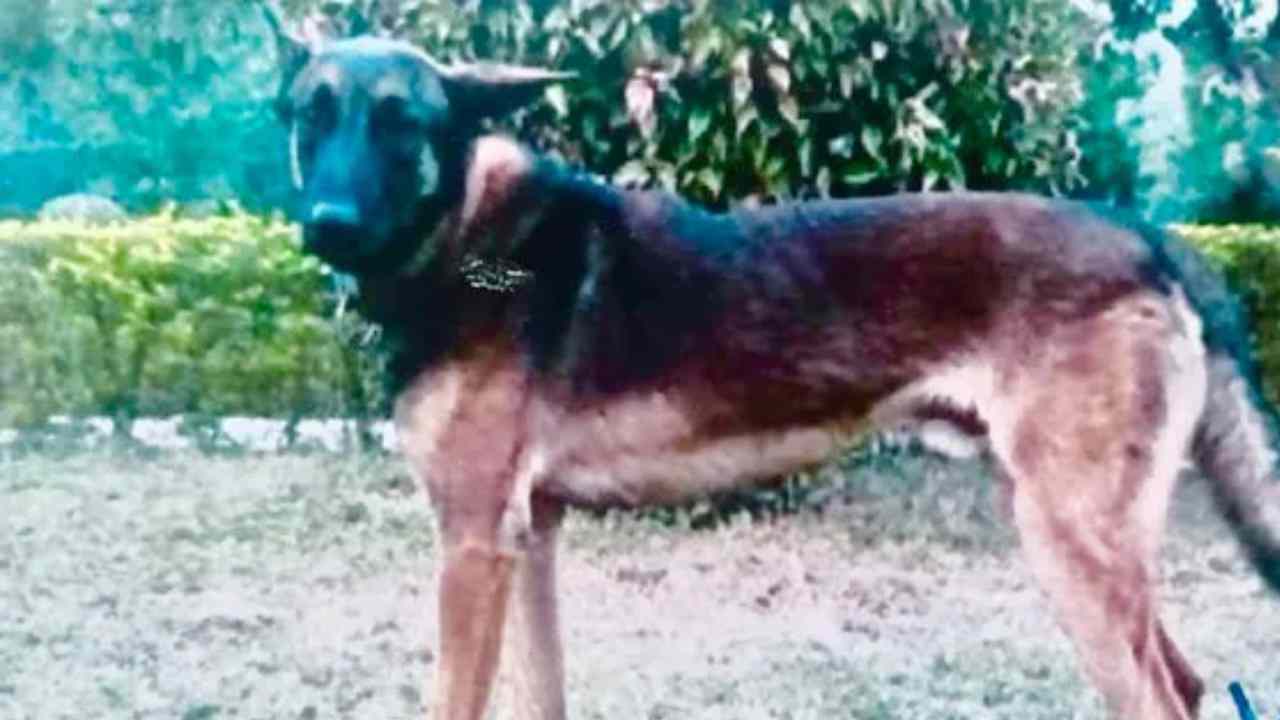Army Dog: తీవ్రవాదులతో పోరులో ప్రాణాలు వదిలిన ఆర్మీ శునకం.. అవార్డు ప్రకటించిన ప్రభుత్వం Army Dog: తీవ్రవాదులతో పోరులో ప్రాణాలు వదిలిన ఆర్మీ శునకం.. అవార్డు ప్రకటించిన ప్రభుత్వం