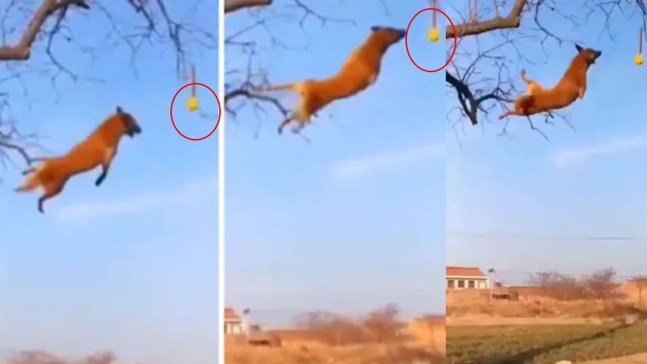 Belgian Shepherds Climbing Tree : వావ్ ఇవి శునకాలా? ప్రొఫెషనల్ అథ్లెట్లలా? వీటిని ఒలింపిక్స్ కు పంపితే పసిడి పతకాలు ఖాయం Belgian Shepherds Climbing Tree : వావ్ ఇవి శునకాలా? ప్రొఫెషనల్ అథ్లెట్లలా? వీటిని ఒలింపిక్స్ కు పంపితే పసిడి పతకాలు ఖాయం
