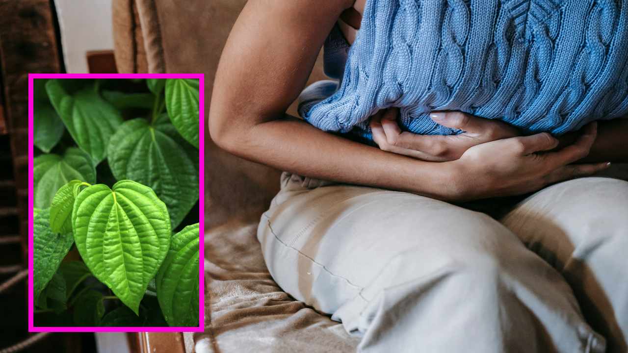 Betel Leaves : అజీర్ణం, గ్యాస్, మలబద్ధకం సమస్యలకు తమలపాకులు ఔషధంగా పనిచేస్తాయా? Betel Leaves : అజీర్ణం, గ్యాస్, మలబద్ధకం సమస్యలకు తమలపాకులు ఔషధంగా పనిచేస్తాయా?