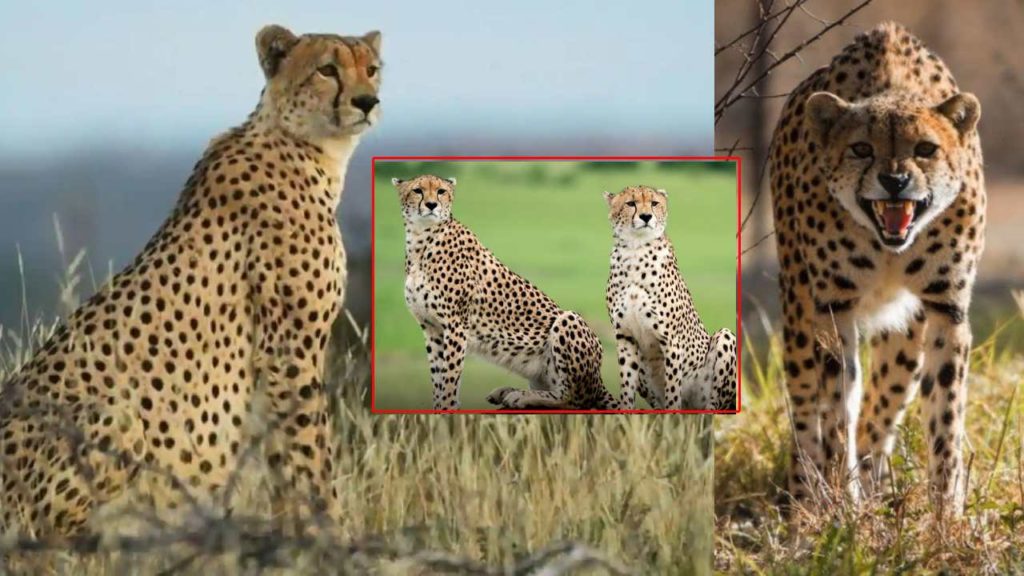 Cheetahs Coming From Africa to India