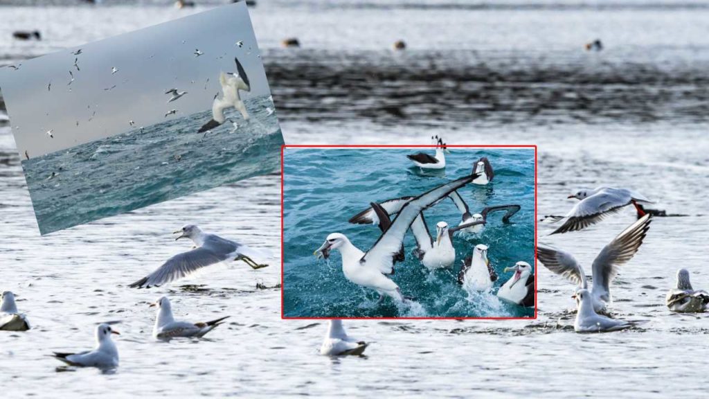 Climate Change..makes Finding Food Hard For Seabirds