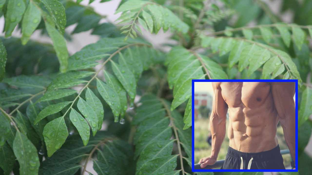 Curry Leaves : రక్తహీనత పోగొట్టి, శరీరంలో కొవ్వు స్ధాయిలను తగ్గించే కరివేపాకు! Curry Leaves : రక్తహీనత పోగొట్టి, శరీరంలో కొవ్వు స్ధాయిలను తగ్గించే కరివేపాకు!