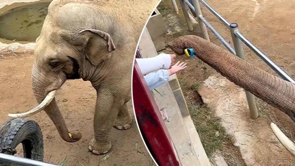 Elephant Returns Shoe