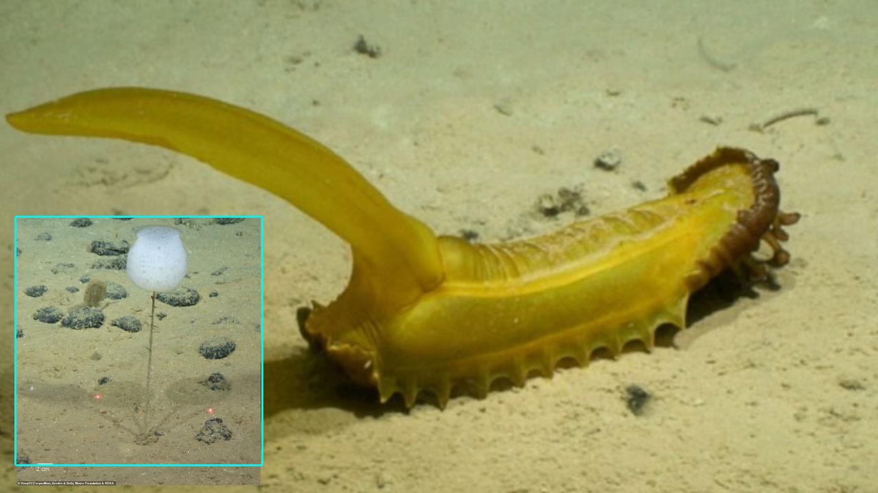 ‘Gummy Squirrel’in Pacific Ocean : తొక్క తీసిన అరటిపండులా ఉన్న‘సీ కుకుంబర్’ పసిఫిక్ సముద్రంలో చిత్రమైన జీవులు గుర్తింపు ‘Gummy Squirrel’in Pacific Ocean : తొక్క తీసిన అరటిపండులా ఉన్న‘సీ కుకుంబర్’ పసిఫిక్ సముద్రంలో చిత్రమైన జీవులు గుర్తింపు