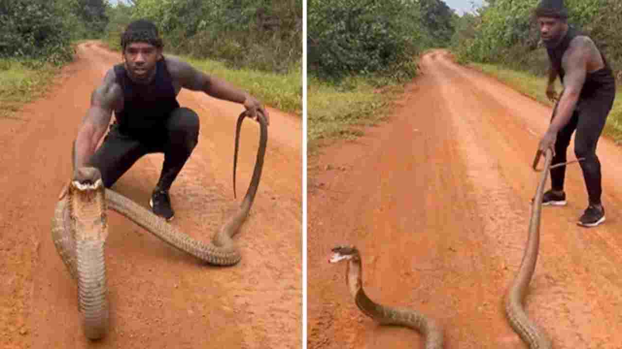 King Cobra: వామ్మో.. కింగ్ కోబ్రాతోనే ఆటలా.. అంతతేలిగ్గా ఉండదు.. వీడియోచూసి నెటిజన్లు ఏమన్నారంటే.. King Cobra: వామ్మో.. కింగ్ కోబ్రాతోనే ఆటలా.. అంతతేలిగ్గా ఉండదు.. వీడియోచూసి నెటిజన్లు ఏమన్నారంటే..