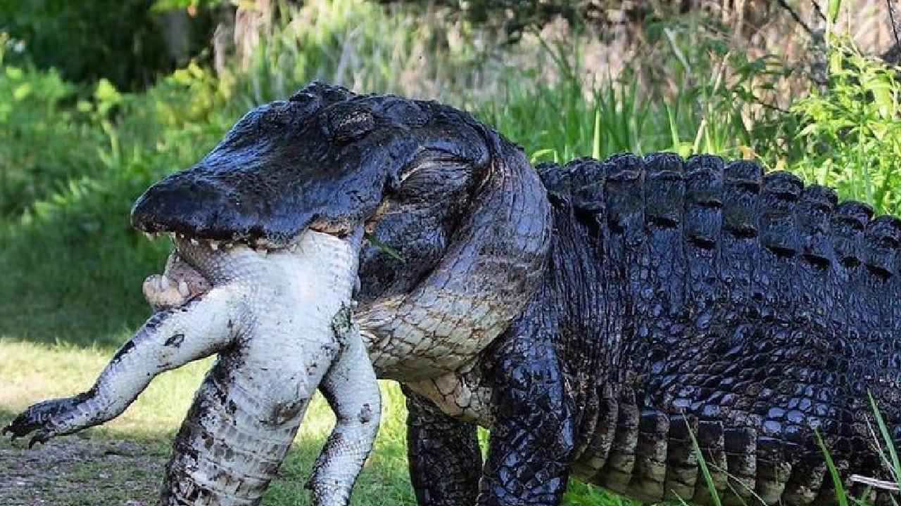 Large Alligator : OMG.. ఈ వీడియో చూస్తే ఒళ్లు జలదరించడం ఖాయం.. ఒక మొసలి మరో మొసలిని చంపి తినేసింది Large Alligator : OMG.. ఈ వీడియో చూస్తే ఒళ్లు జలదరించడం ఖాయం.. ఒక మొసలి మరో మొసలిని చంపి తినేసింది
