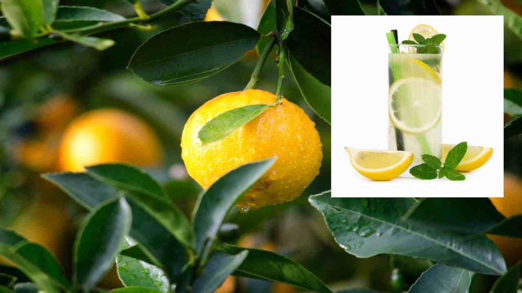 Lemon juice