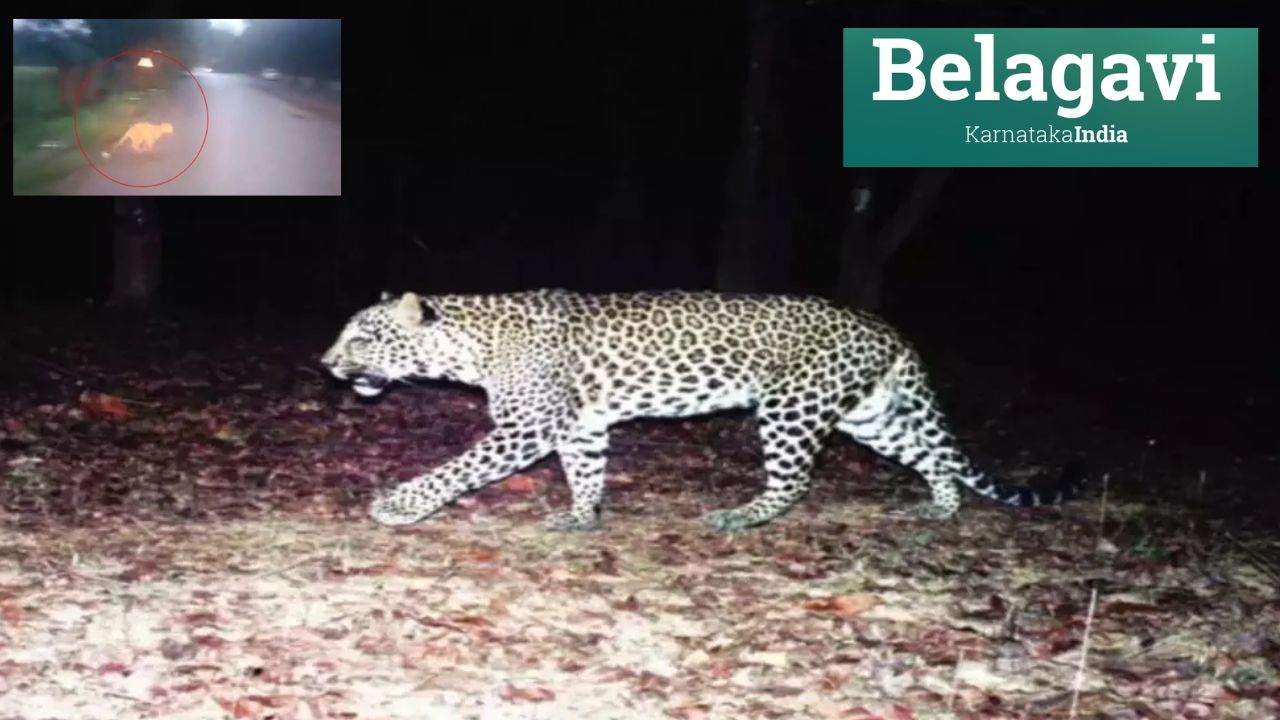 Leopard Tension In Karnataka : కర్ణాటక బెళగావిలో మళ్లీ చిరుతపులి ప్రత్యక్షం..22 స్కూళ్లకు సెలవు! Leopard Tension In Karnataka : కర్ణాటక బెళగావిలో మళ్లీ చిరుతపులి ప్రత్యక్షం..22 స్కూళ్లకు సెలవు!