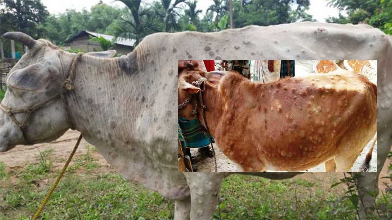 Lumpy Disease..killed 14,000 Cattle : ‘లంపీ’ చర్మవ్యాధితో‌ .. రాజస్థాన్‌లోనే 14,000 ఆవులు మృతి