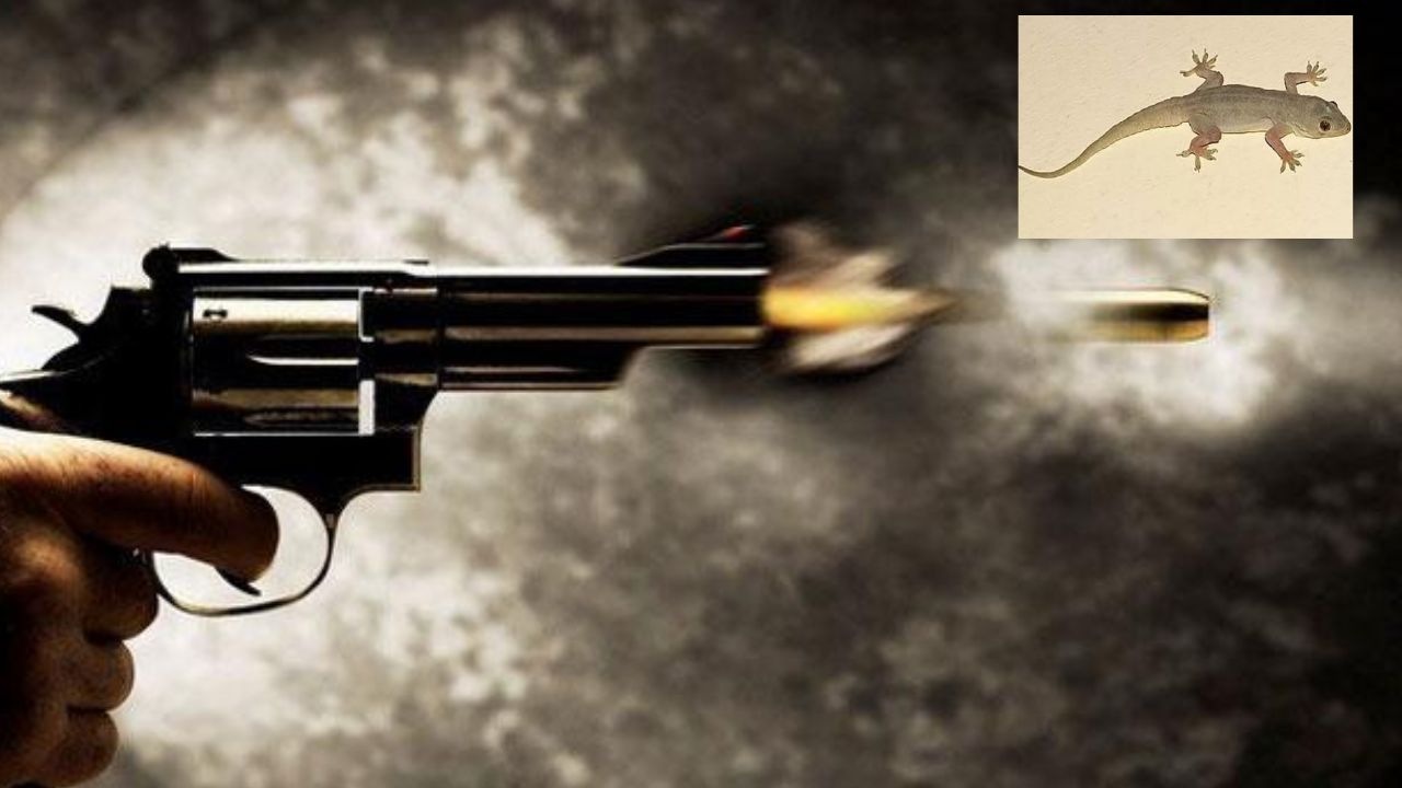 Man Shoot Lizard : గోడ మీద బల్లిపై గన్ తో కాల్పులు Man Shoot Lizard : గోడ మీద బల్లిపై గన్ తో కాల్పులు