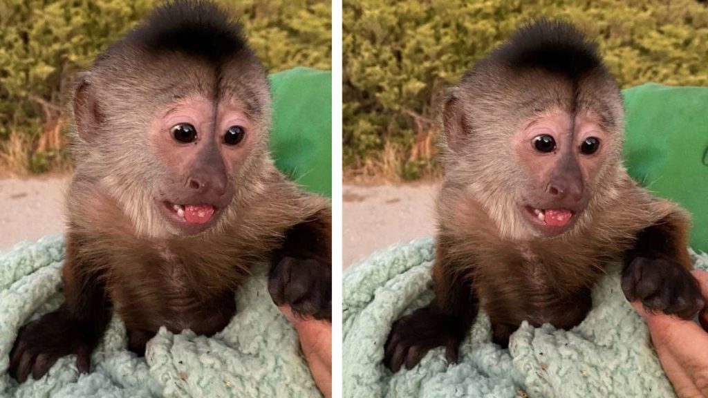 Monkey Made Emergency Call