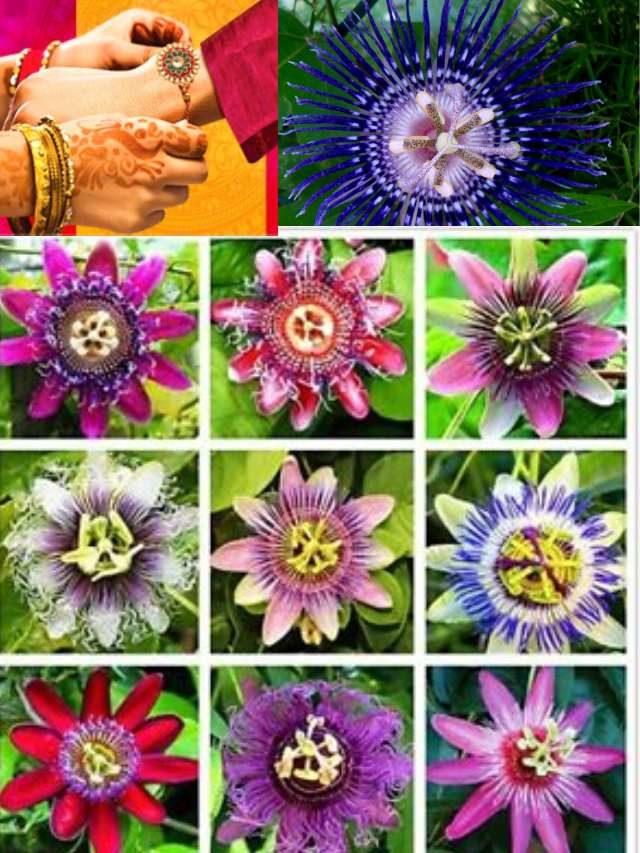 >ప్రకృతి మాత ఇచ్చిన రాఖీలు..కట్టేద్దామా అన్నదమ్ములకు..