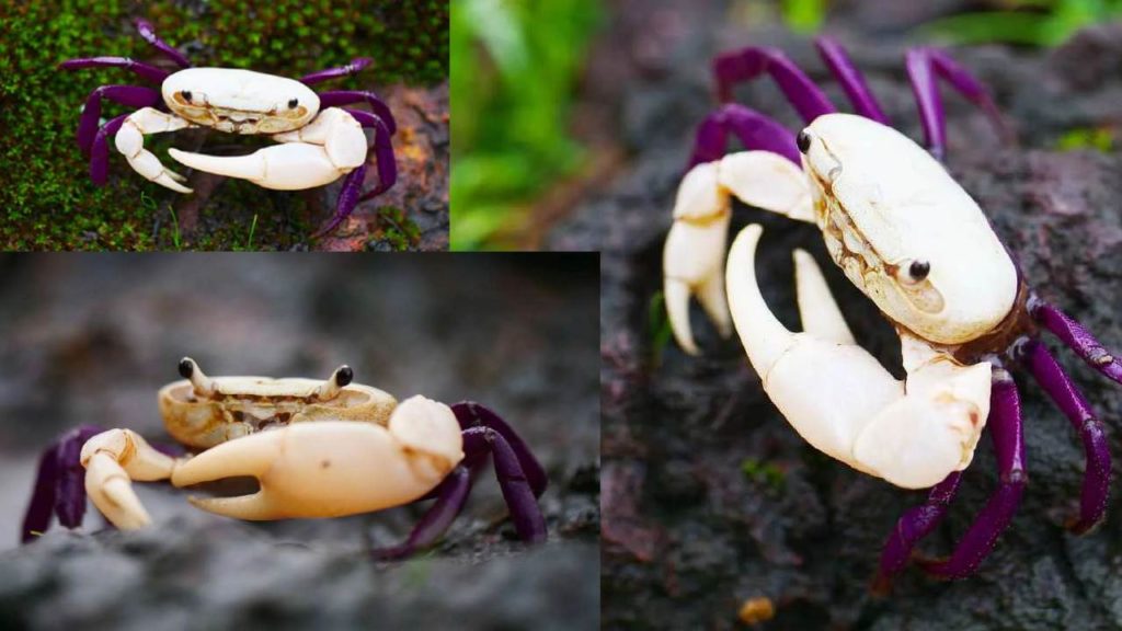 New crab species found near Karnataka's